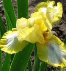 Iris - Vilkdalgis - Easter